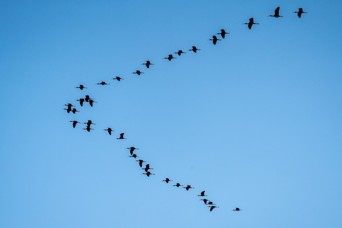 White-faced Ibis - ML329323361