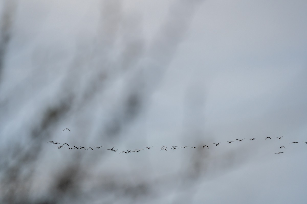 White-faced Ibis - ML329323391