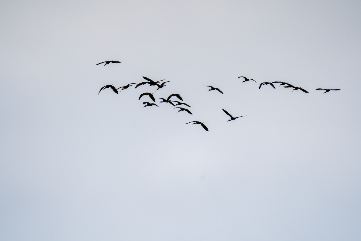 White-faced Ibis - ML329323411