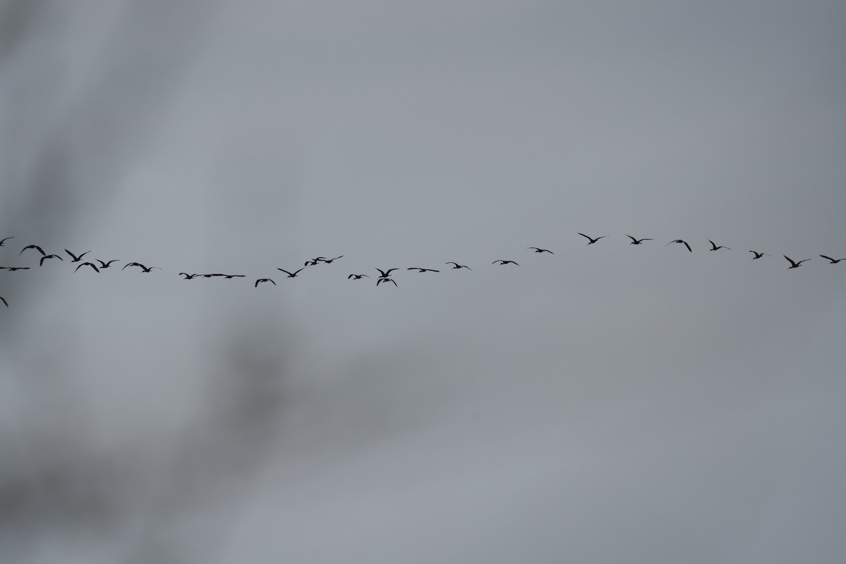 White-faced Ibis - ML329324071