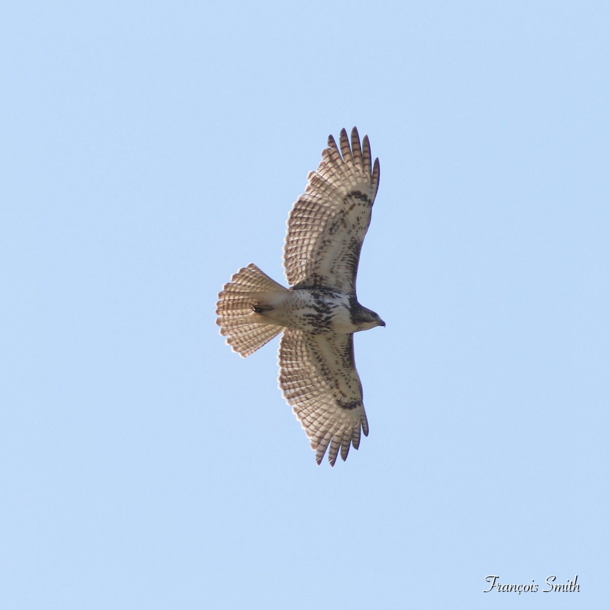 Red-tailed Hawk - ML329324221