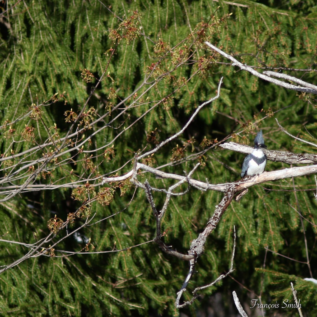Belted Kingfisher - ML329324301