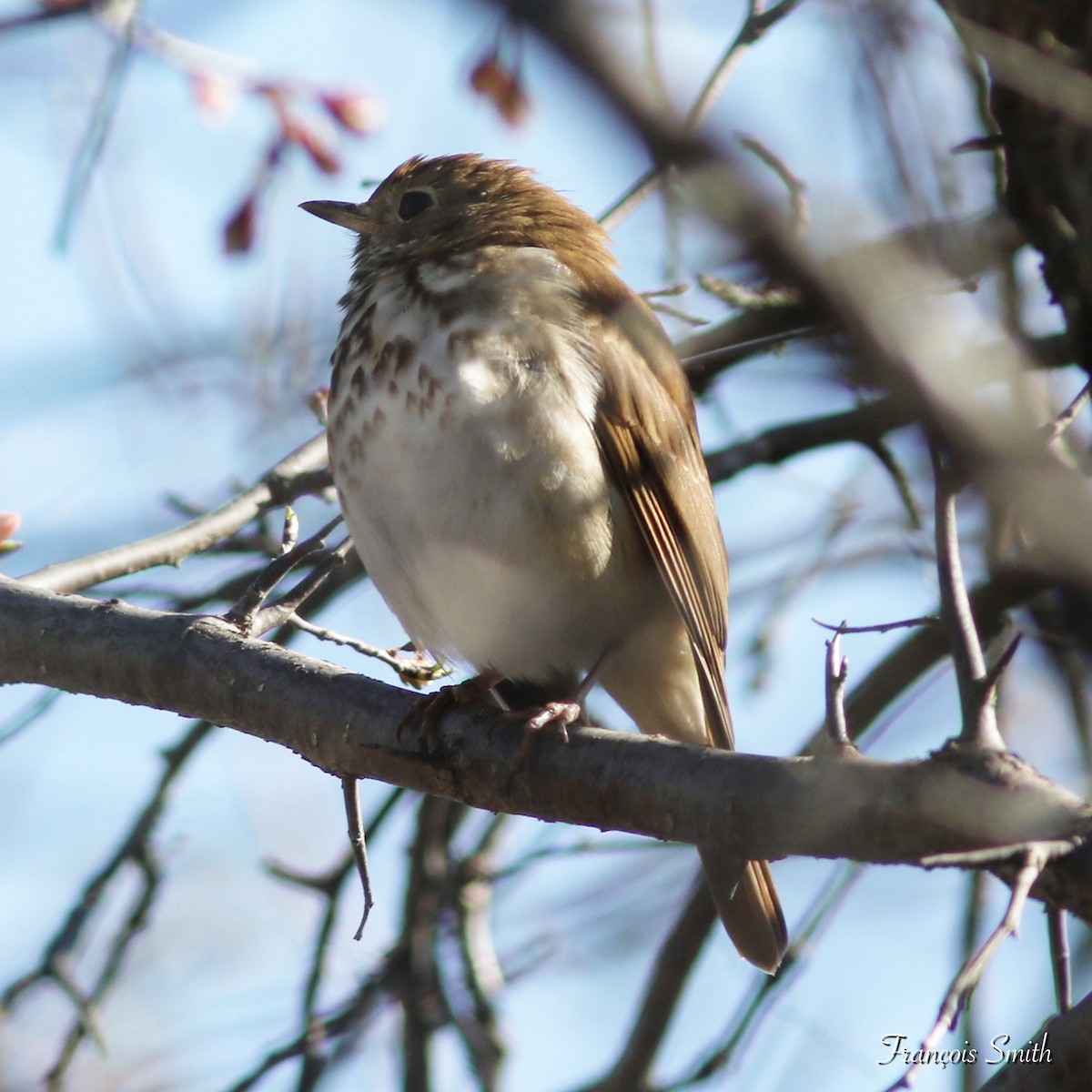 Hermit Thrush - ML329324591