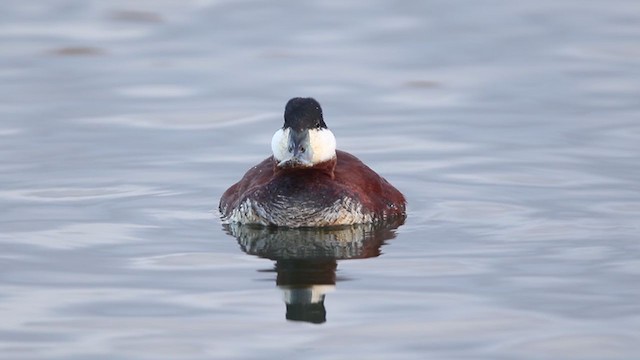 Ruddy Duck - ML329325411