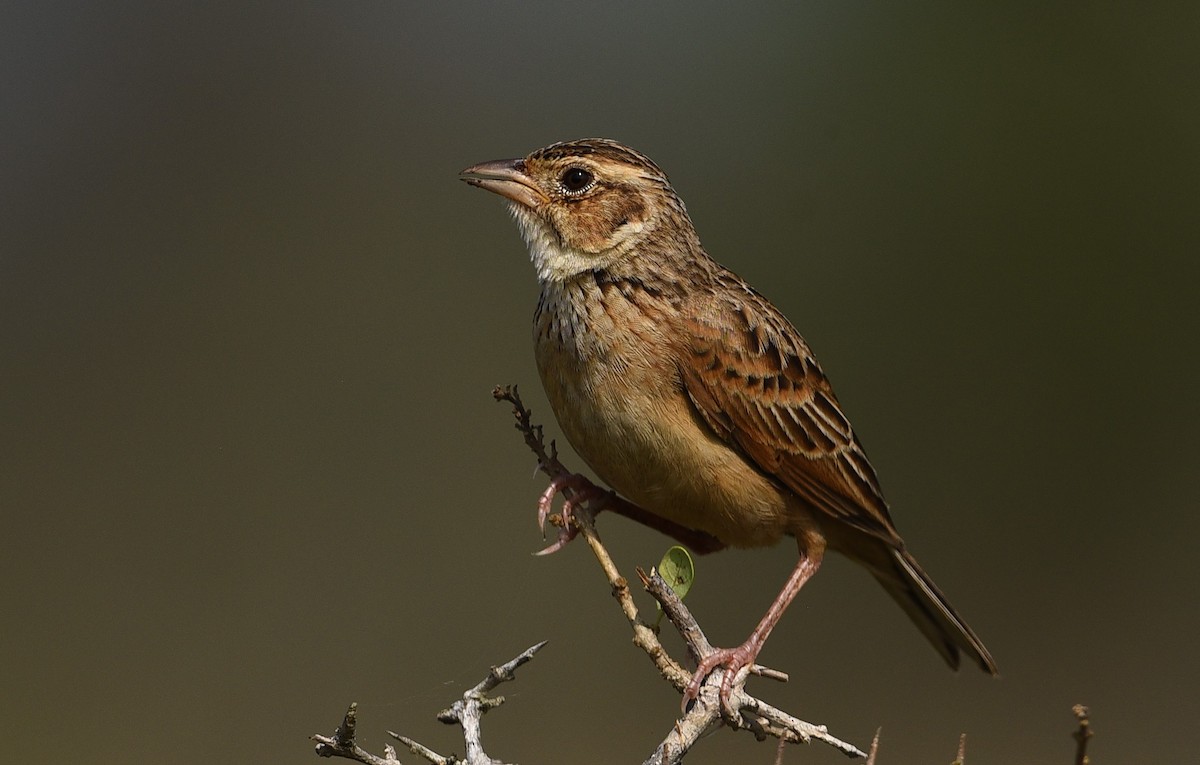 Singing Bushlark (Singing) - gowathaman ganesan