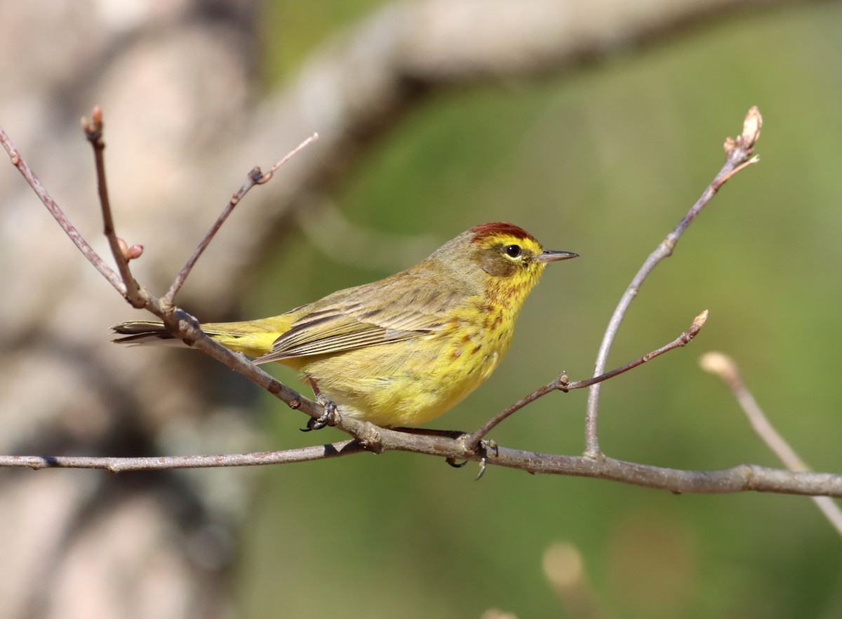 Palm Warbler - ML329326491