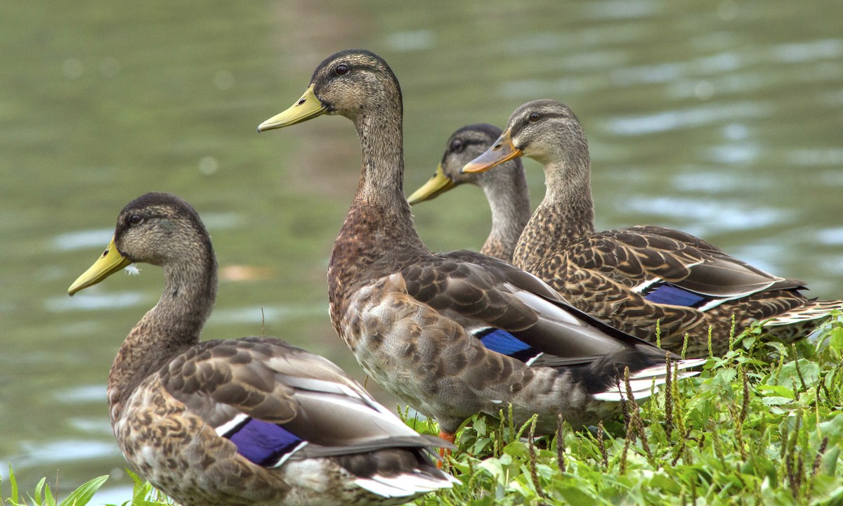 Mallard - Linda Lewis