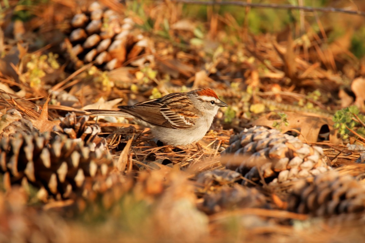 Chipping Sparrow - ML329329581