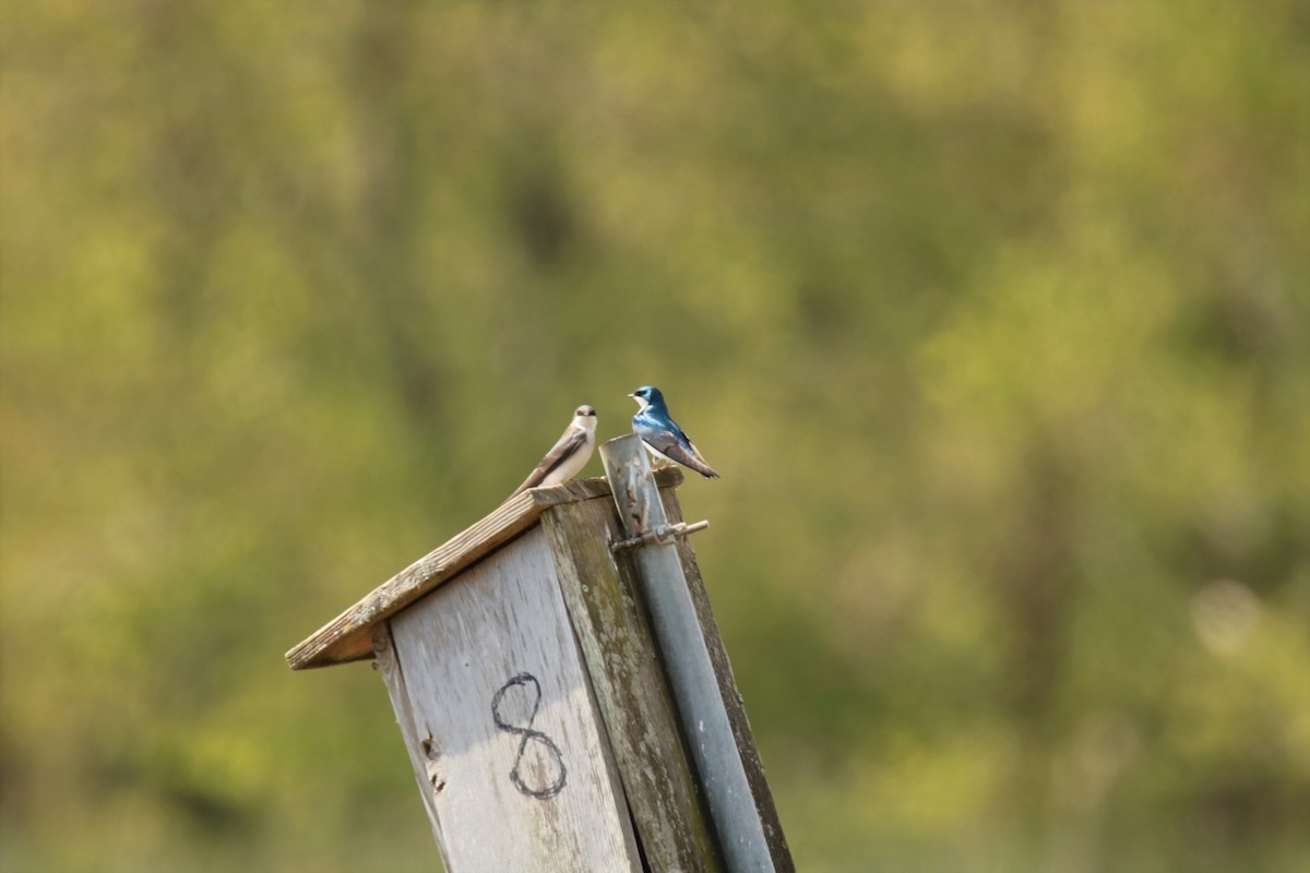 Tree Swallow - ML329330121