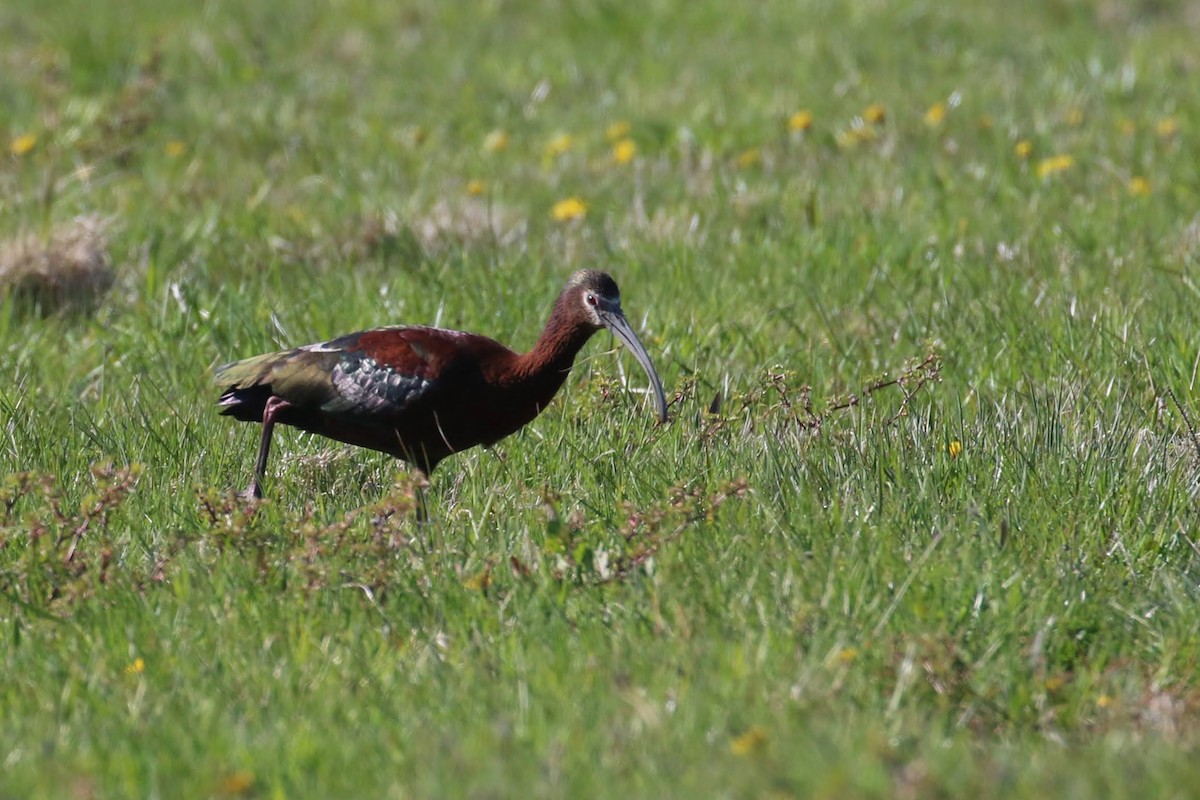 White-faced Ibis - ML329333001