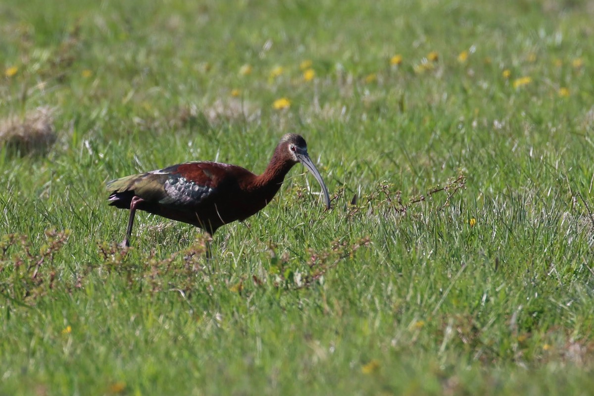 ibis americký - ML329333001