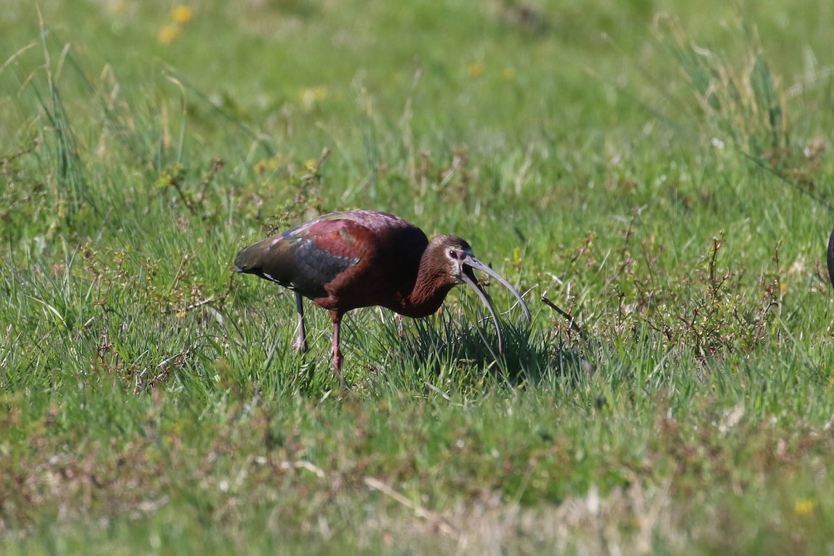 White-faced Ibis - ML329333011