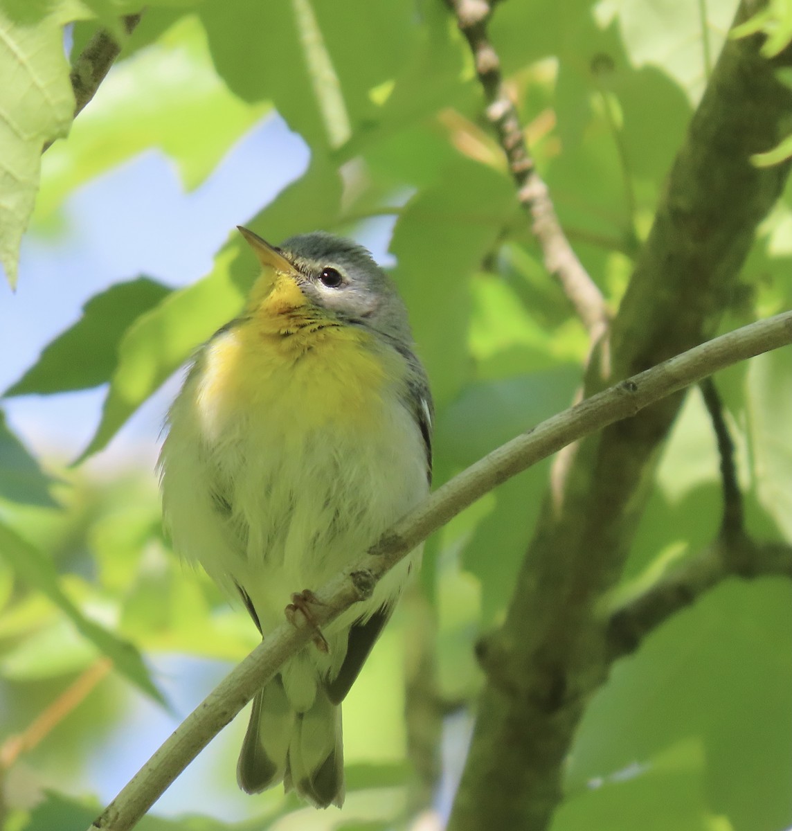 Northern Parula - ML329333651