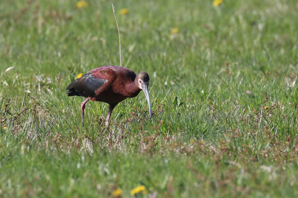 White-faced Ibis - ML329334761