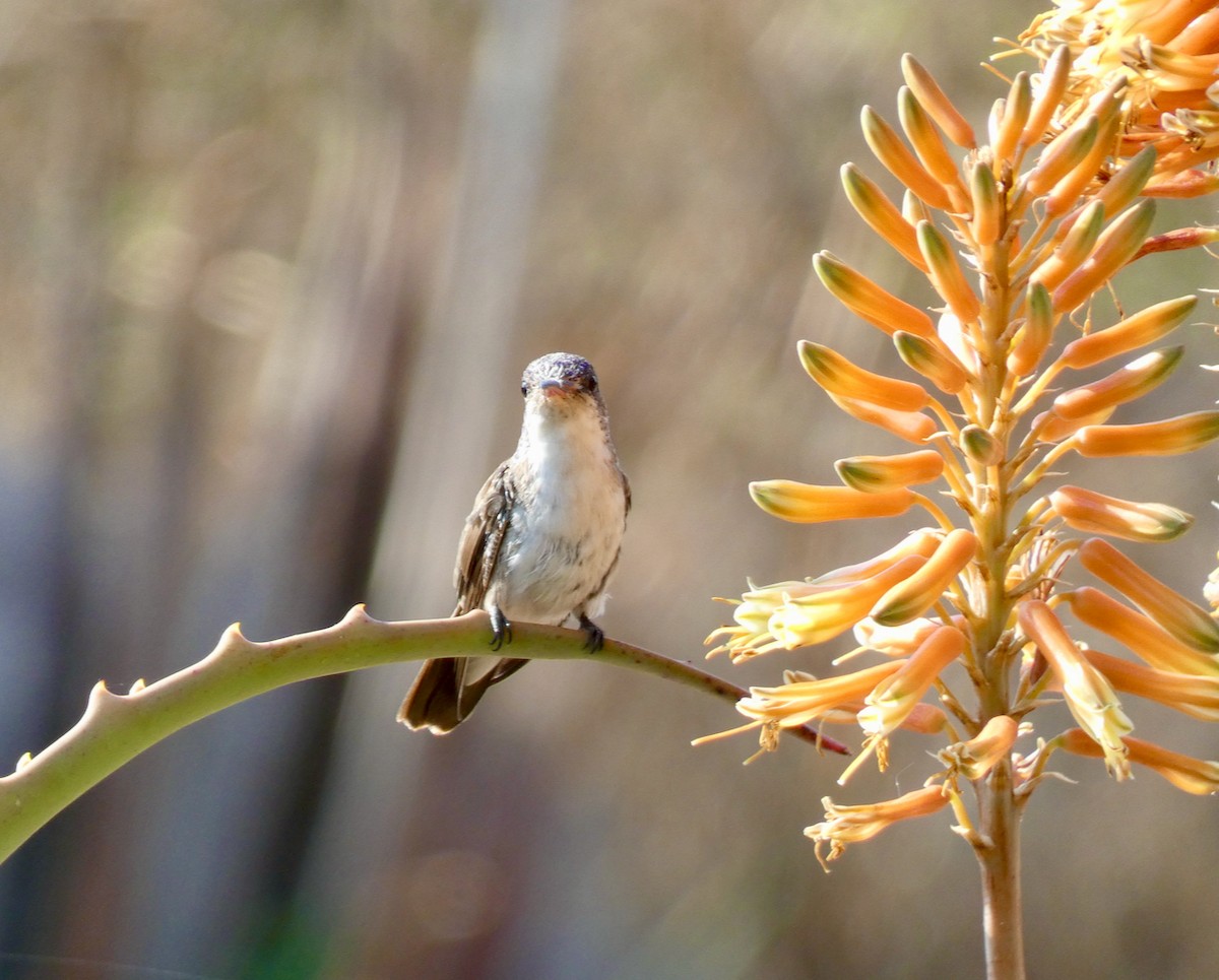 Violet-crowned Hummingbird - ML329335281