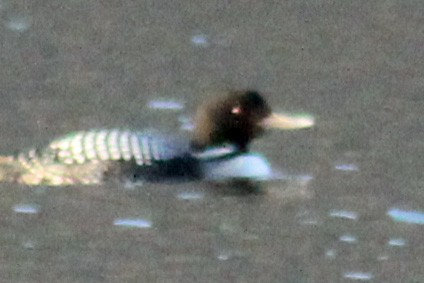 Yellow-billed Loon - ML329335321