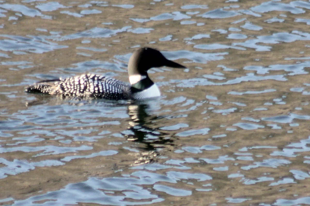 Common Loon - ML329335451