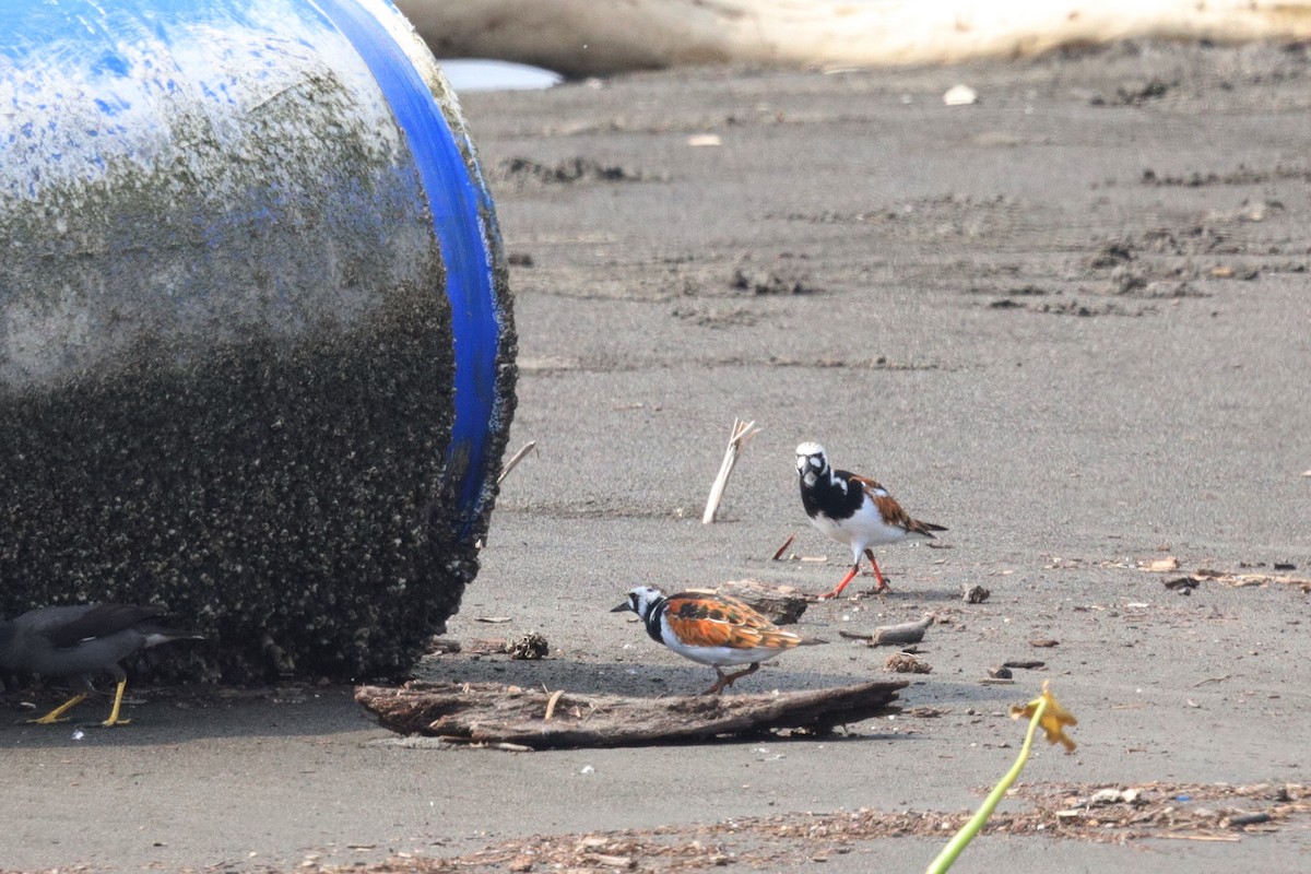 Ruddy Turnstone - ML329335561