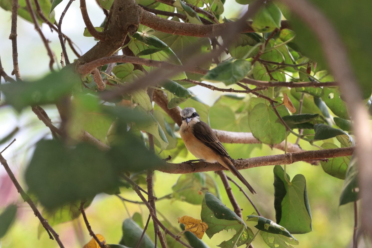 Brown Shrike - ML329335781