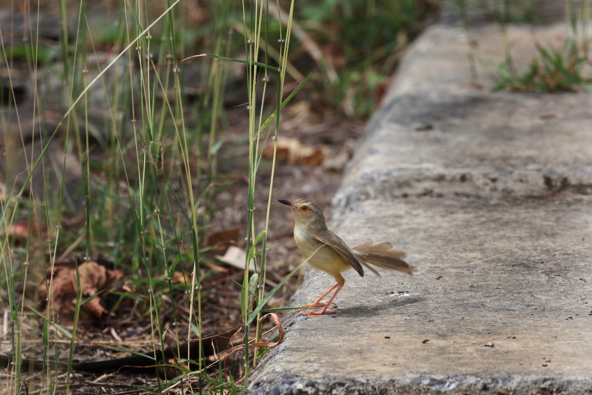 Plain Prinia - ML329335901