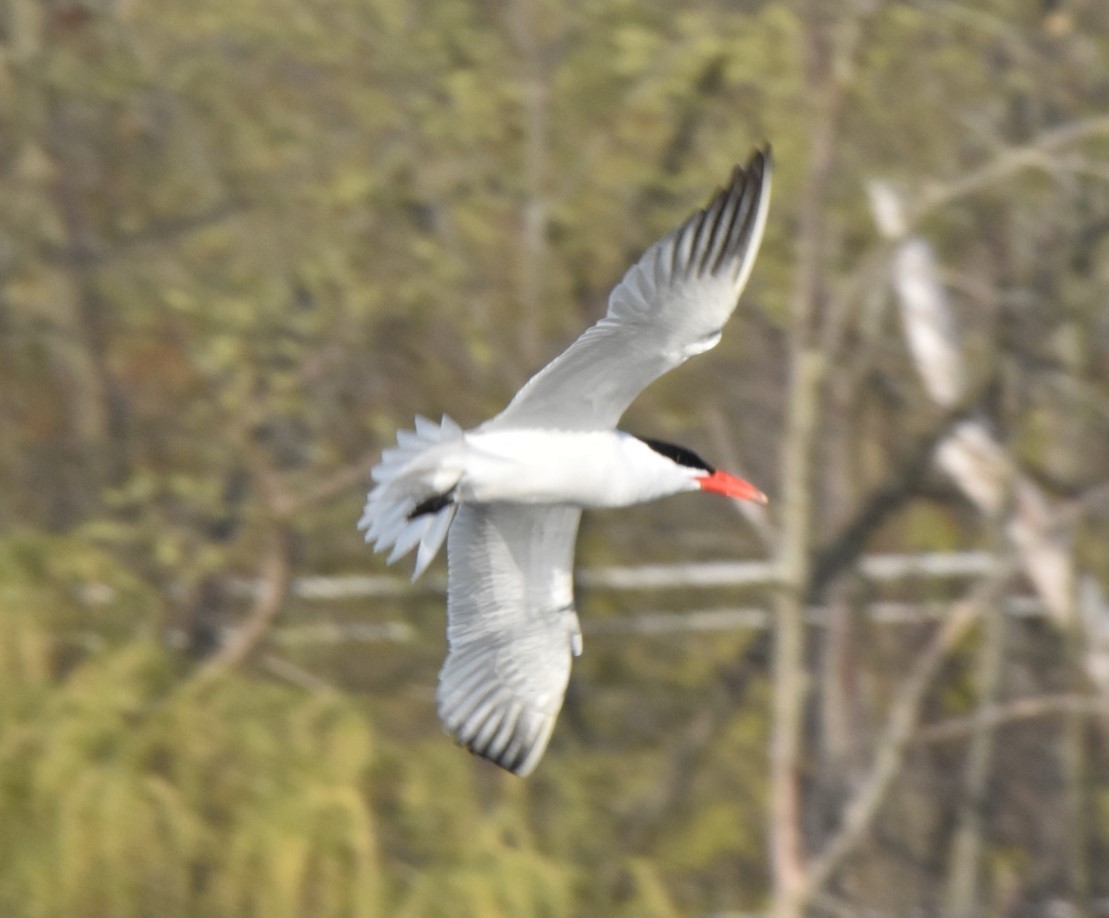 Caspian Tern - ML329336421