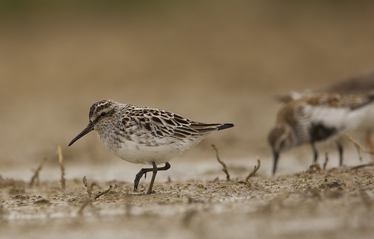 Broad-billed Sandpiper - Fernando Jubete Guzon