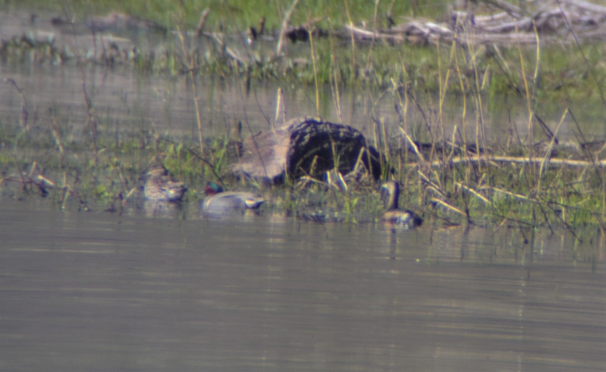 Green-winged Teal - ML329339481