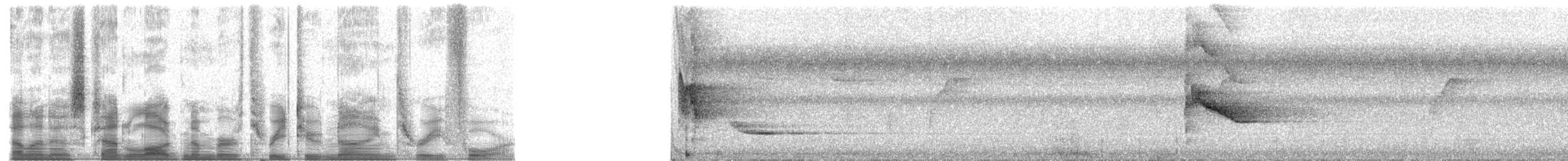 špaček bělokrký - ML32934