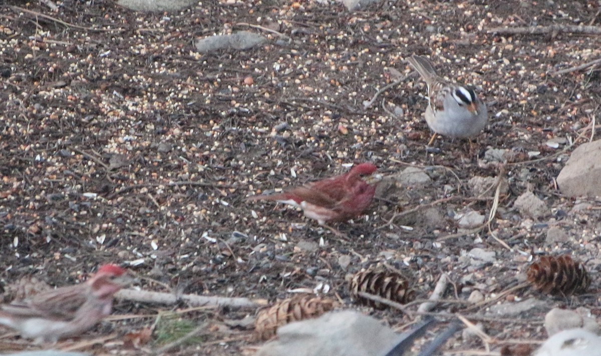 Purple Finch - ML329342021