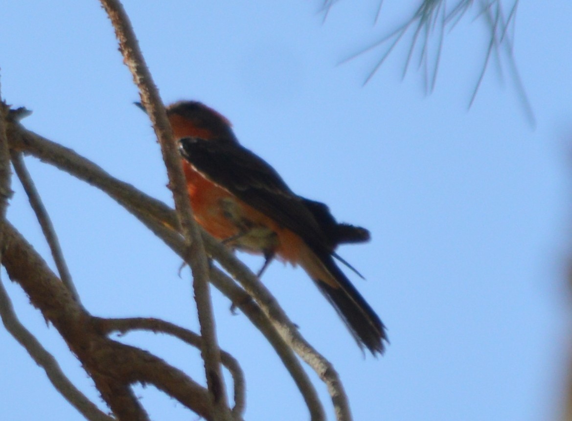 Vermilion Flycatcher - ML32934231