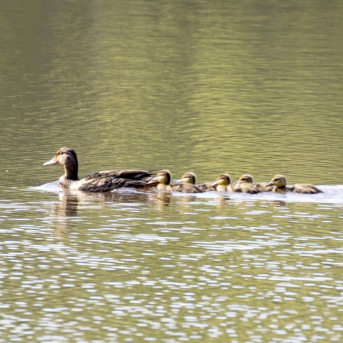 Mallard - ML329342501