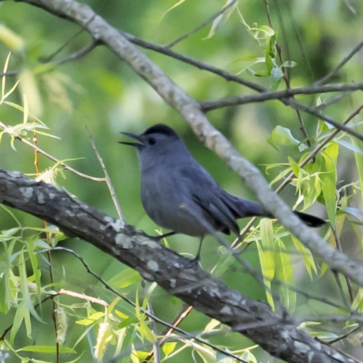 Gray Catbird - ML329343021