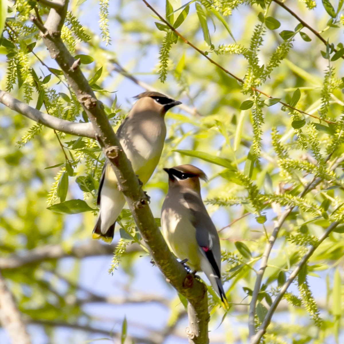 Cedar Waxwing - ML329343161