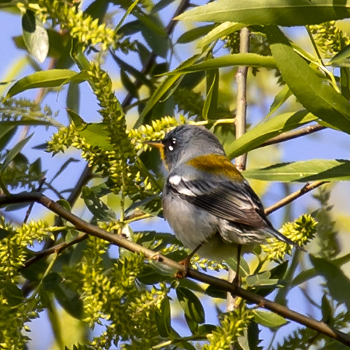 Parula Norteña - ML329343381