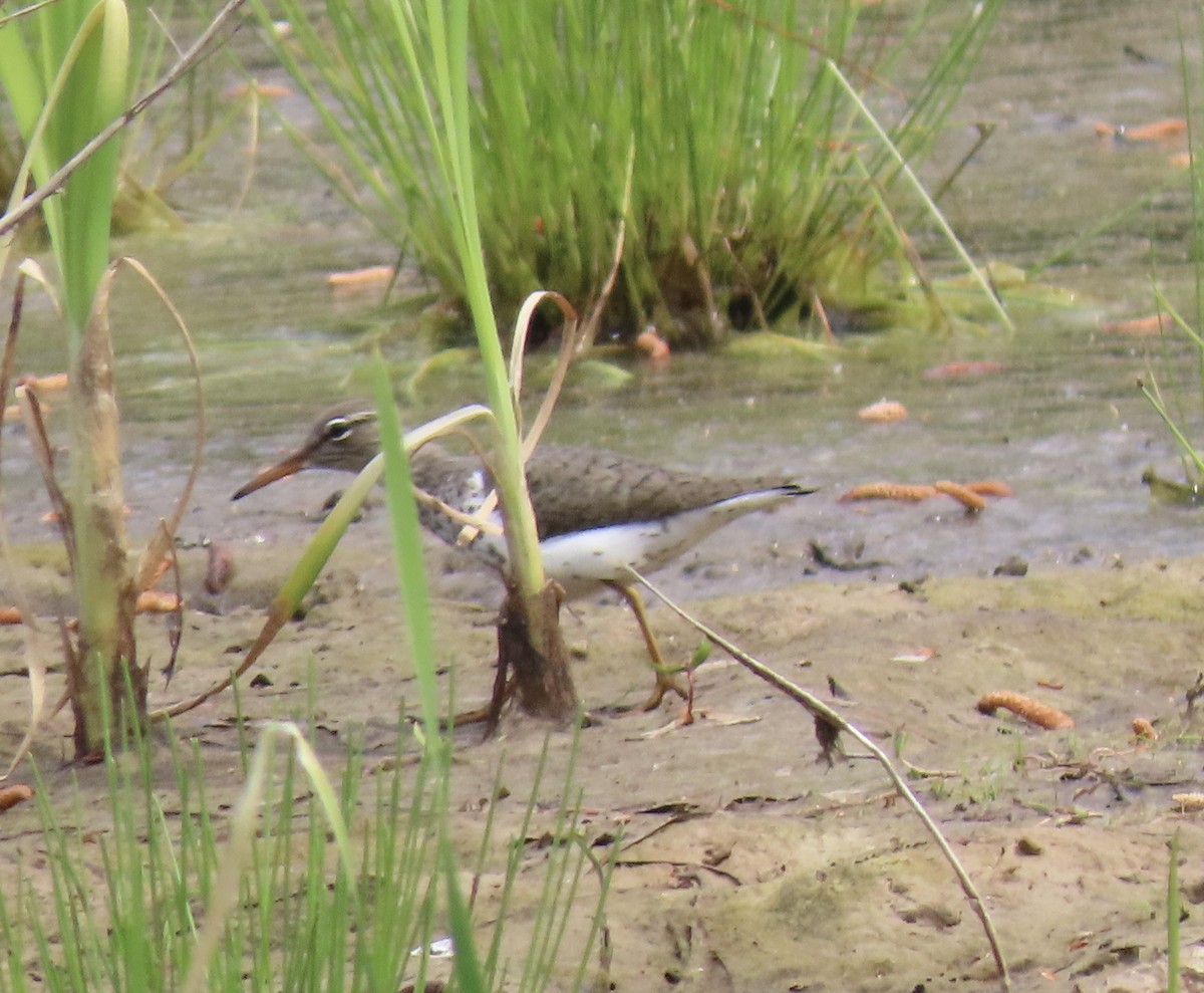 Spotted Sandpiper - ML329345641