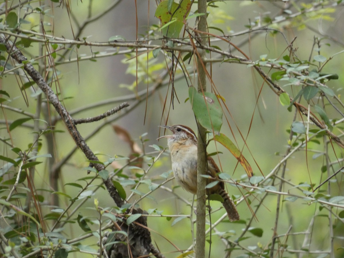 Carolina Wren - ML329346291