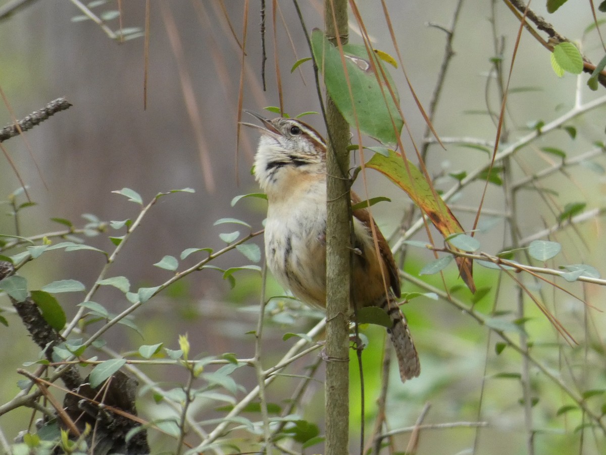 Carolina Wren - ML329346371