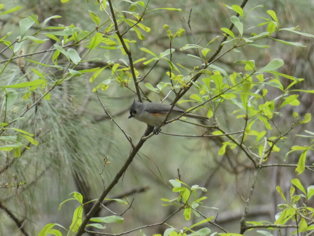 Tufted Titmouse - ML329346551