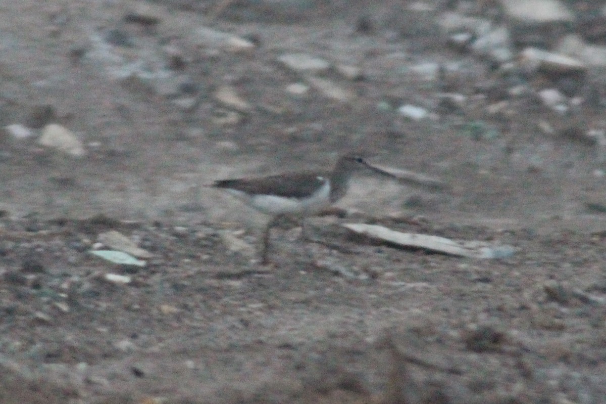 Common Sandpiper - ML32934731