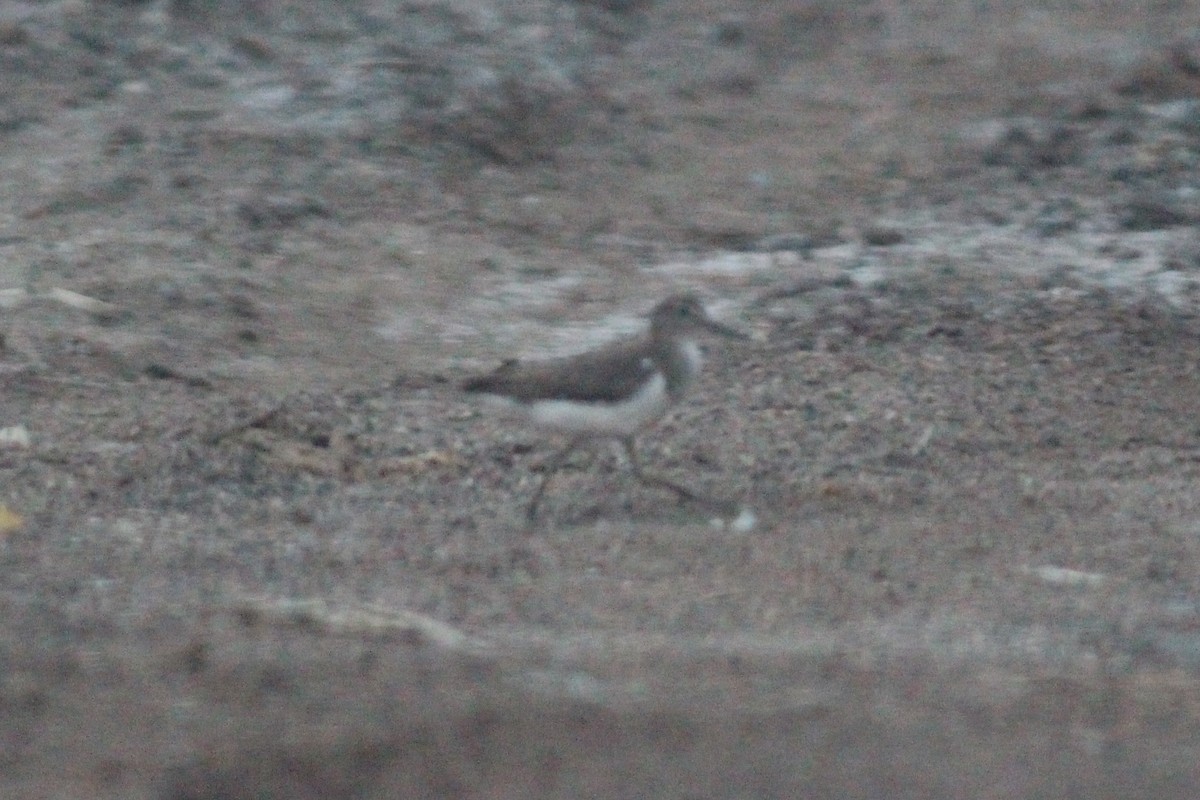 Common Sandpiper - ML32934741