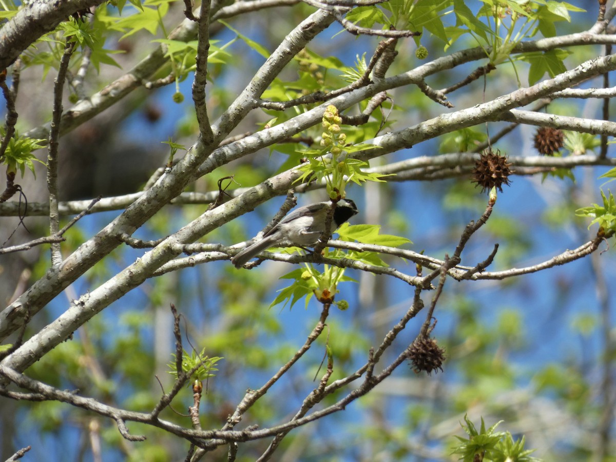 Carolina Chickadee - ML329347471