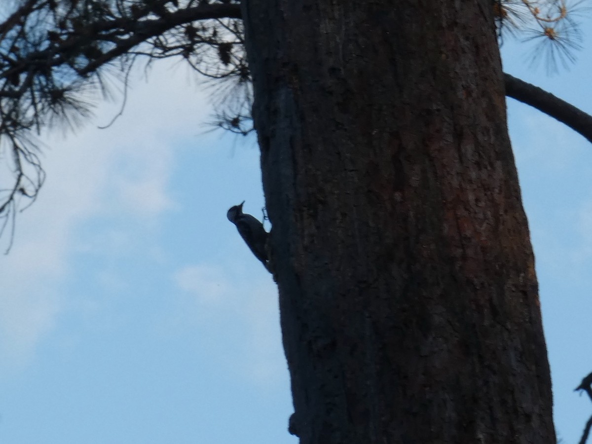 Red-cockaded Woodpecker - ML329347671