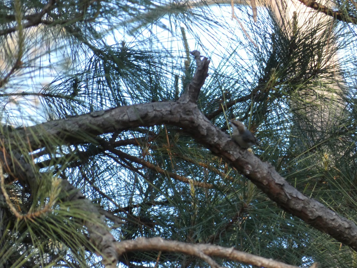 Brown-headed Nuthatch - ML329347871