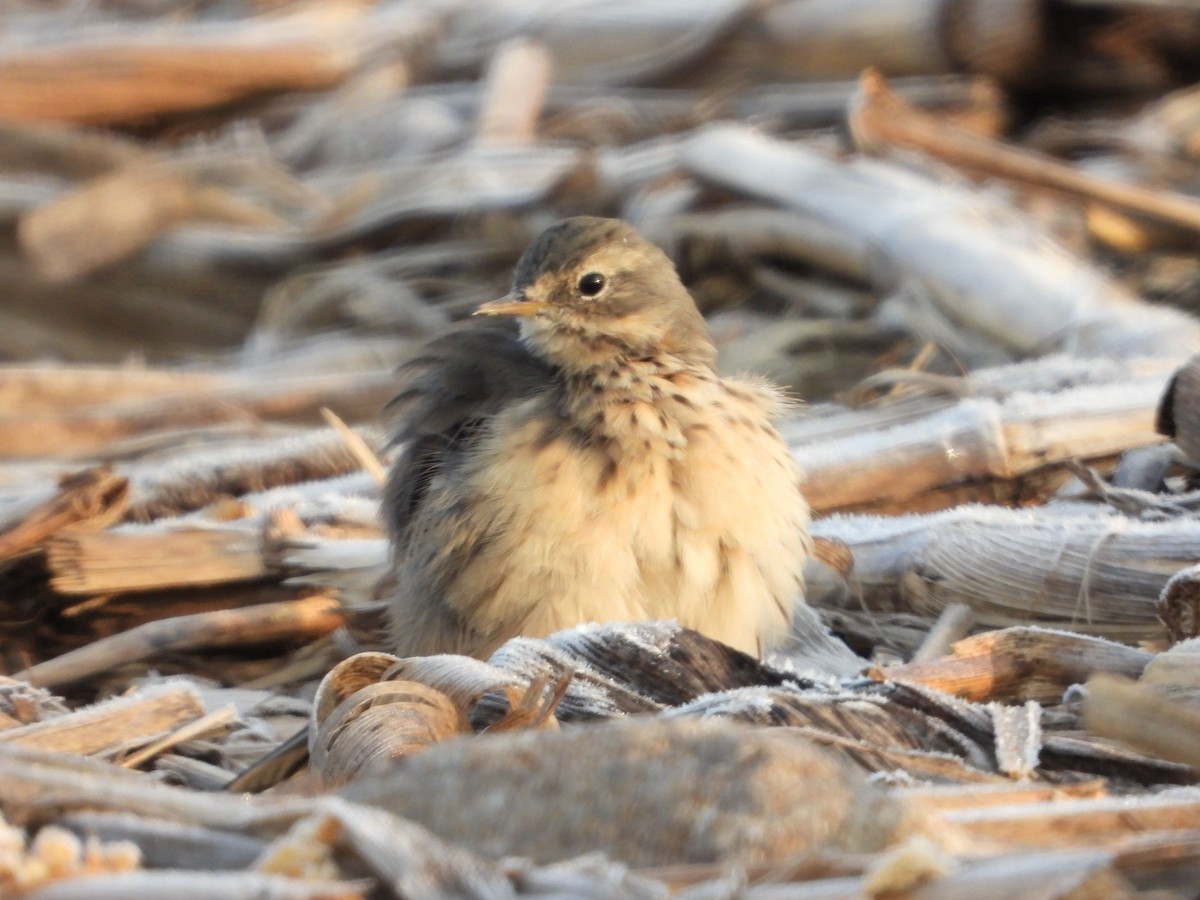 American Pipit - Rick Luehrs