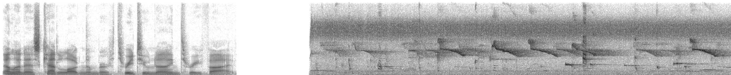 špaček bělokrký - ML32935