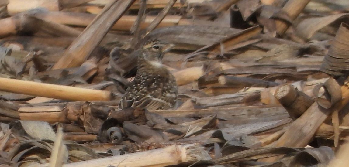 Horned Lark - ML329350441