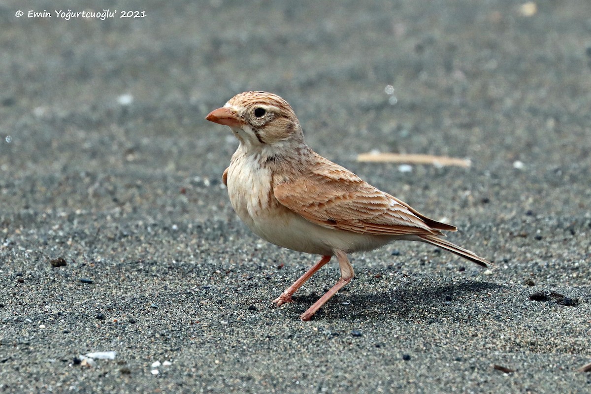 Arabian Lark - Emin Yogurtcuoglu I birddetective