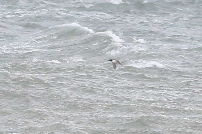 Common Murre - Harold Forsyth