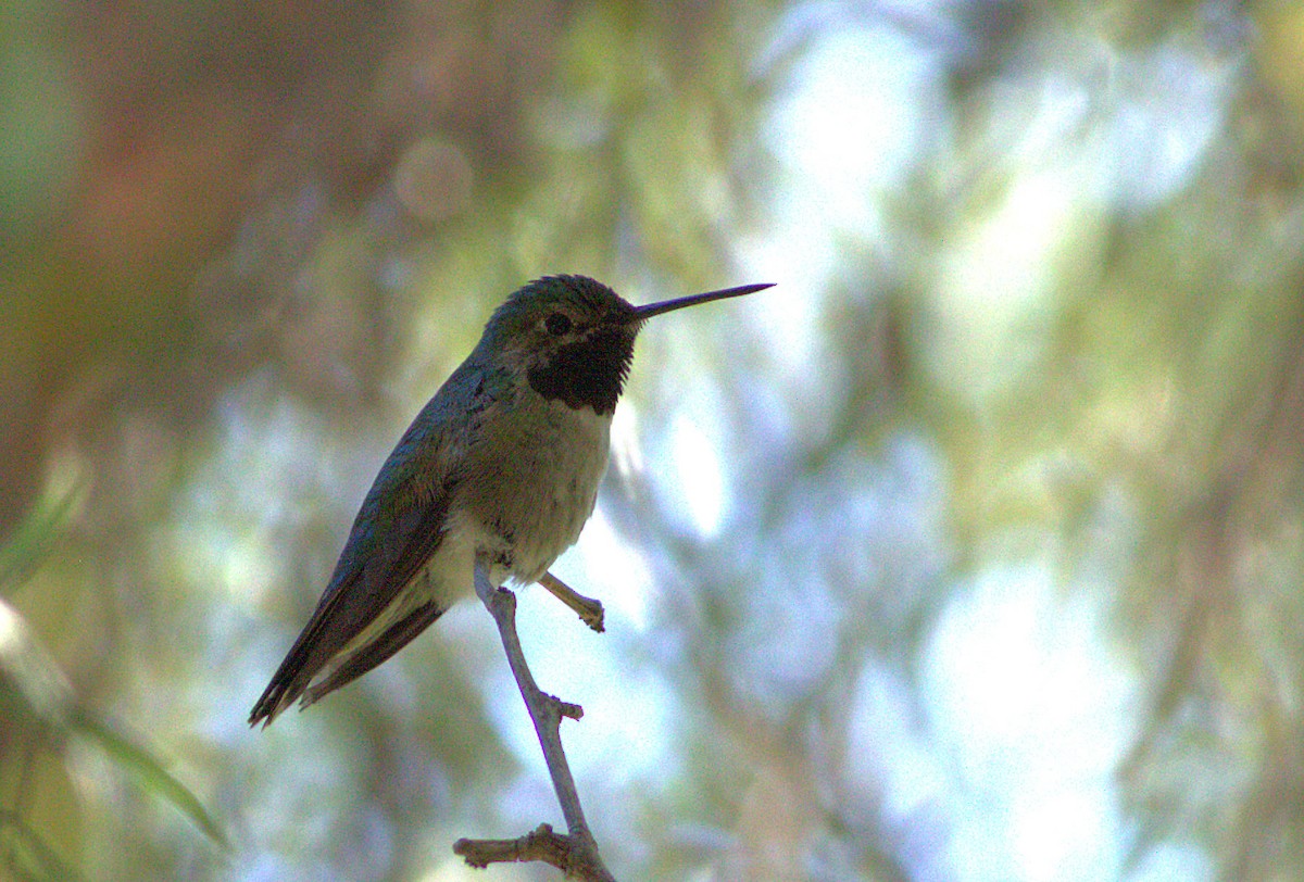 Broad-tailed Hummingbird - Curtis Marantz