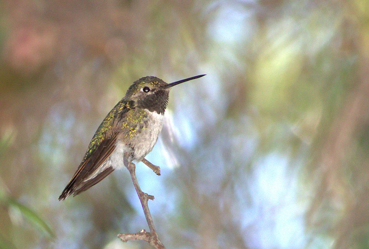 Broad-tailed Hummingbird - Curtis Marantz